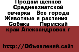 Продам щенков Среднеазиатской овчарки - Все города Животные и растения » Собаки   . Пермский край,Александровск г.